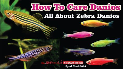 neon danio fish|Danios Care Guide .